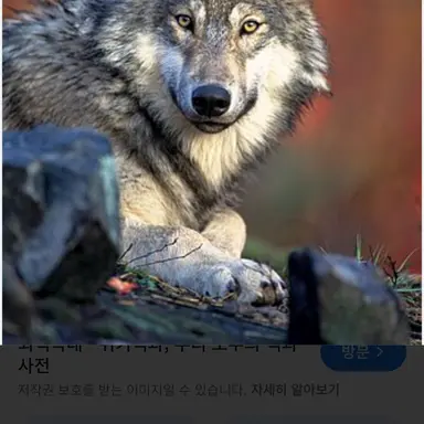 Profile image of 늑대