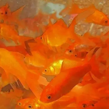 Profile image of 덕개