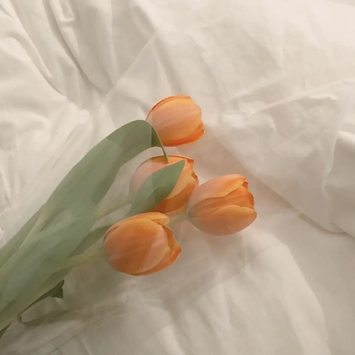 SheerBarb5433의 선택하지 않은 선택