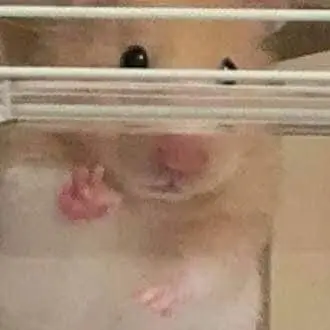 Profile image of 햄식이