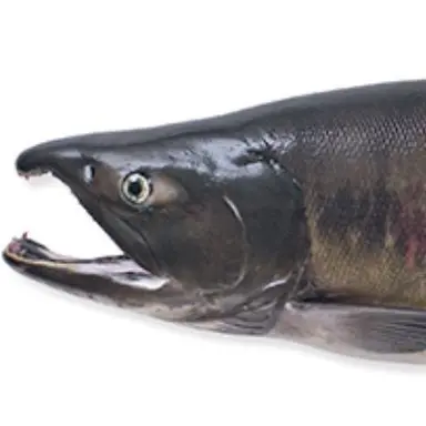 Profile image of 新鮮鮭