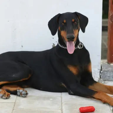 Profile image of 사넬.