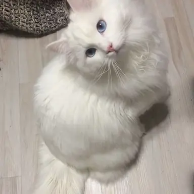 Profile image of luna