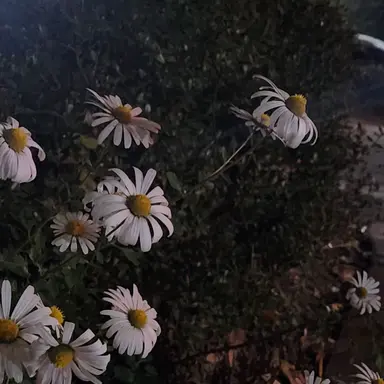 Profile image of 사카타 긴토키