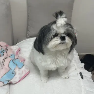 Profile image of 최모찌