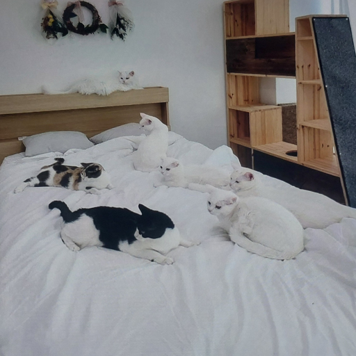 고양이 산책 가족 대표 이미지