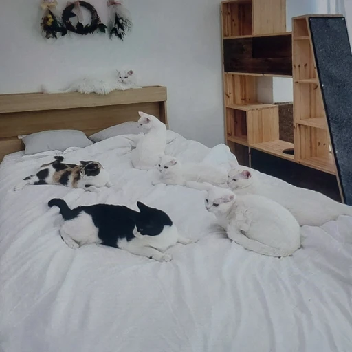 고양이 산책 가족