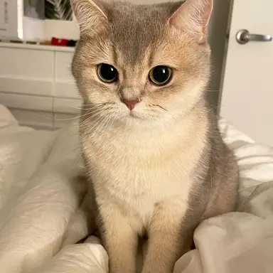 Profile image of 토가미 세라