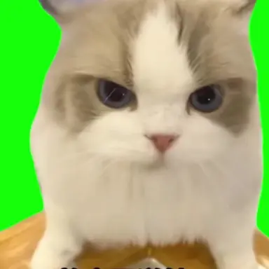 Profile image of 초이