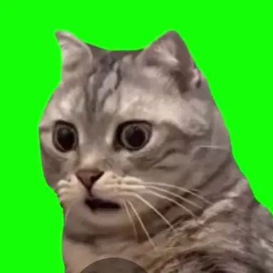 Profile image of 놀람냥이