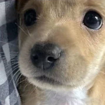 쵸코
