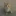 고양이