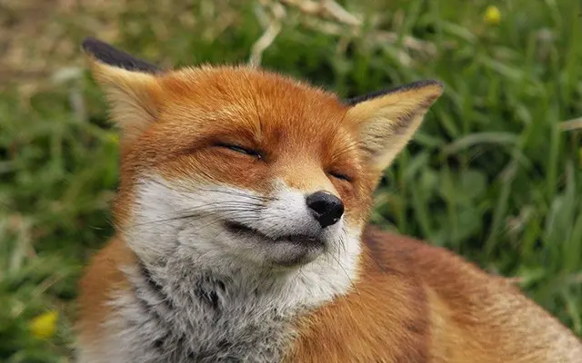 Profile image of 여우