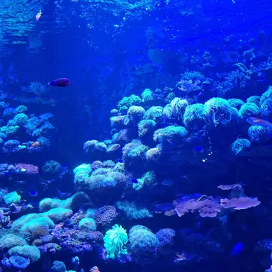 Profile image of 꿈악학교