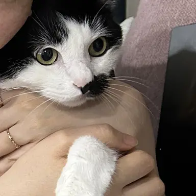 Profile image of 밤토리