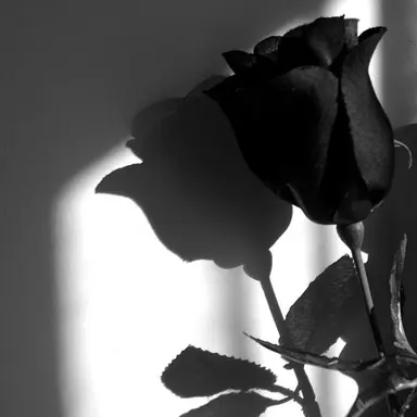 Profile image of 아이자와 쇼타