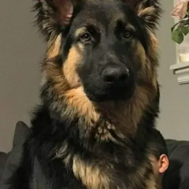 Profile image of 셰퍼드
