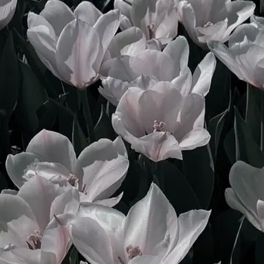 Profile image of 시미베