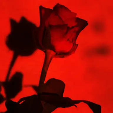 Profile image of 플래그