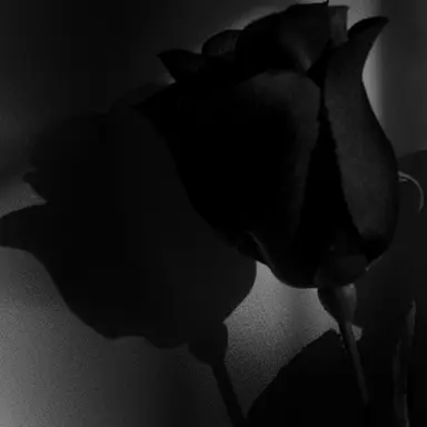 Profile image of 우융