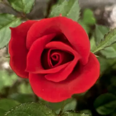 Profile image of モブ