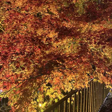 Profile image of 廉