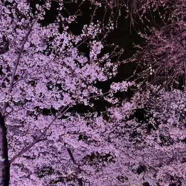 Profile image of 紫耀