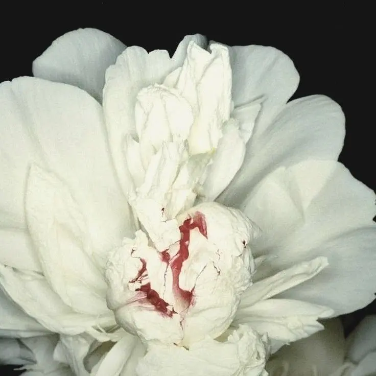 cxke.re3의 김영헌