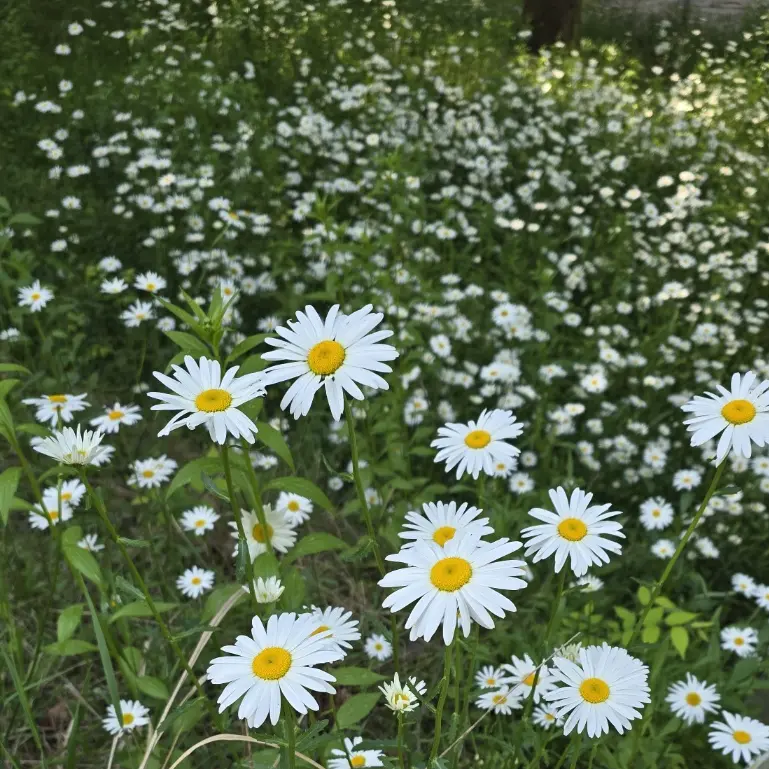 ShinyMud7697의 쿠키런 중학교