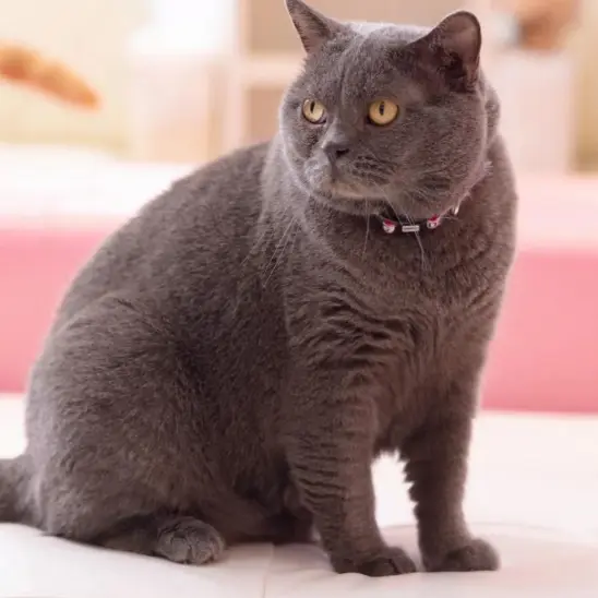 BulkyCart8488의 猫を飼おう！