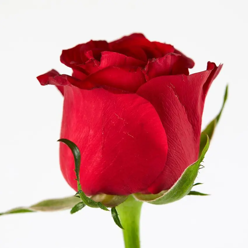 GildedHate4903의 데온 하르트