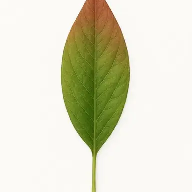 Profile image of 예슈치