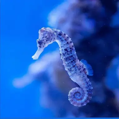 Profile image of ミン・ガン