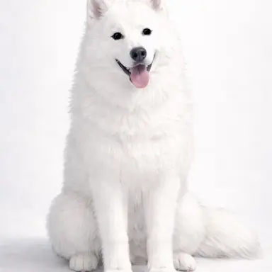 Profile image of モコ