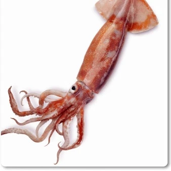 징어