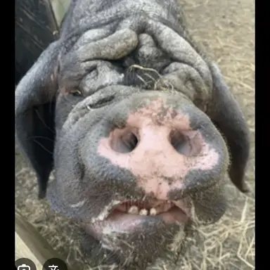 Profile image of 늑대
