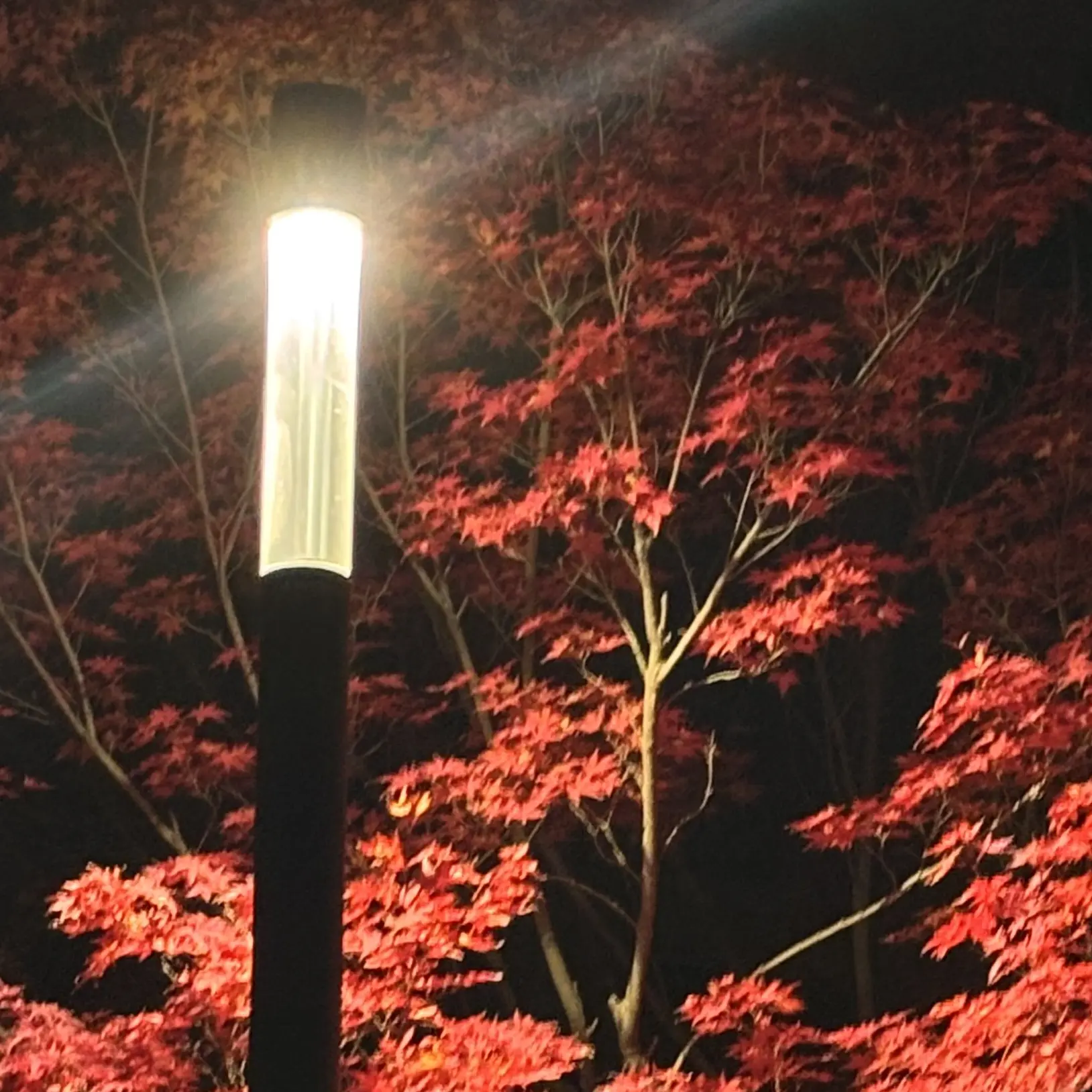 CrispRoot5779의 ㅁㅈㅎ