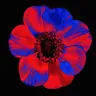 Profile image of 코마