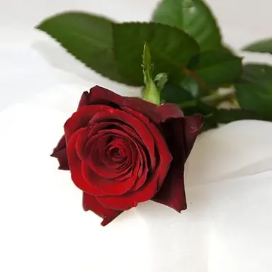 Profile image of リドル・ローズハート