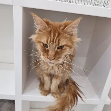 Profile image of 강한별