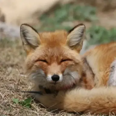 Profile image of 여우