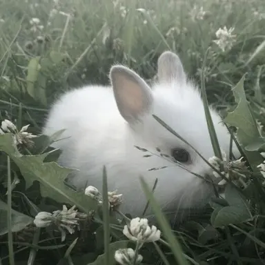 Profile image of 이토끼