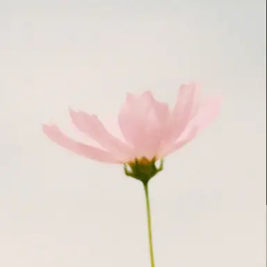 Profile image of 채유빈