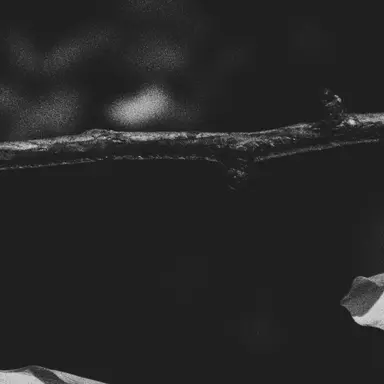 Profile image of Chance