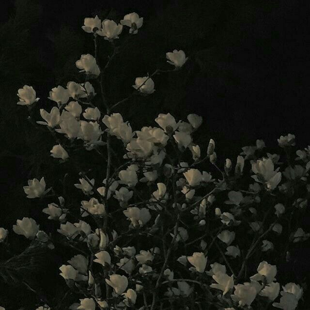 제이비어 본 리벤드 대표 이미지