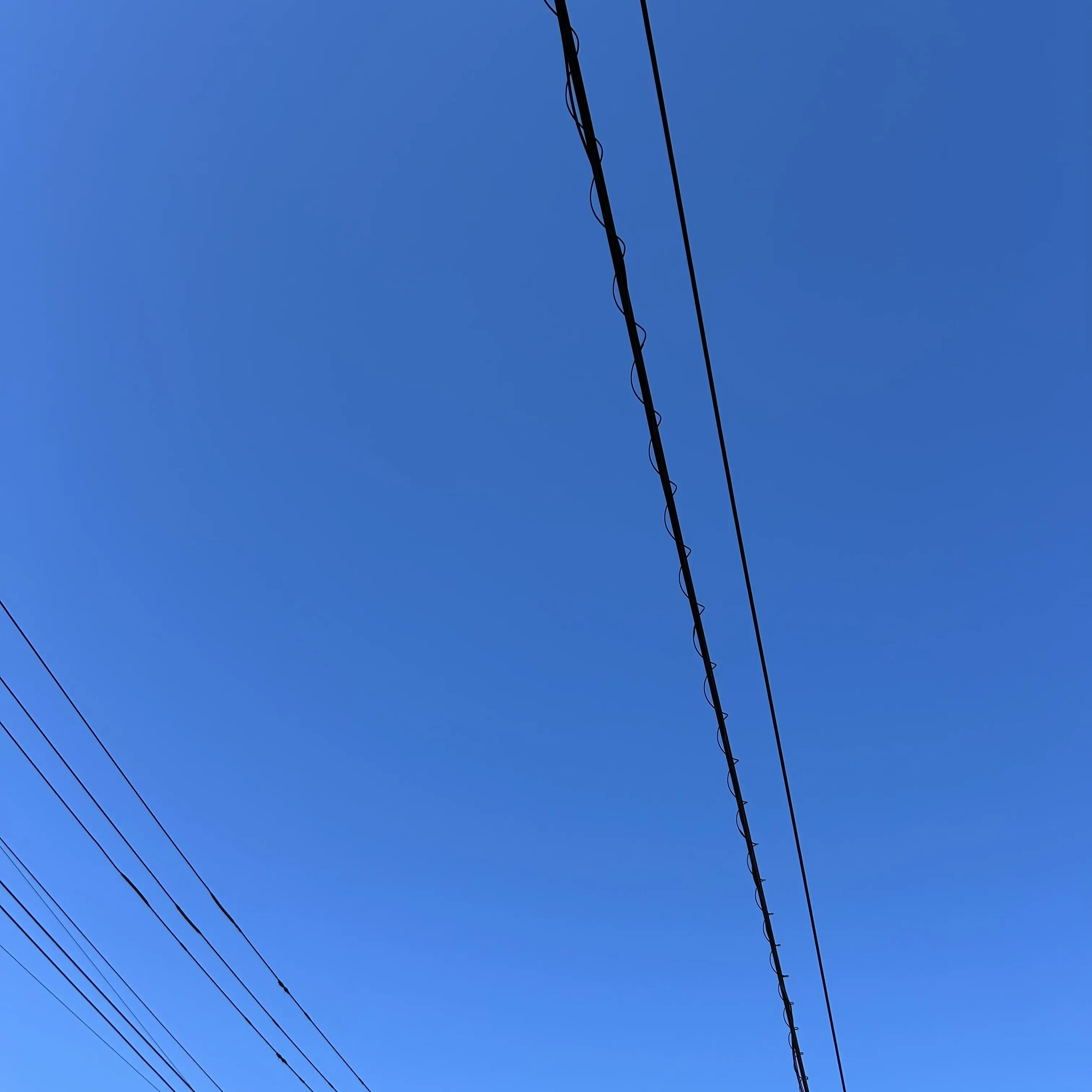 HonestLeech5019의 サクラ