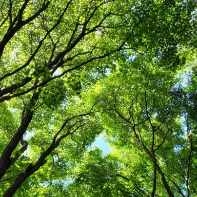 Profile image of 최현석