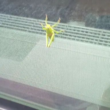 Profile image of キリギリス