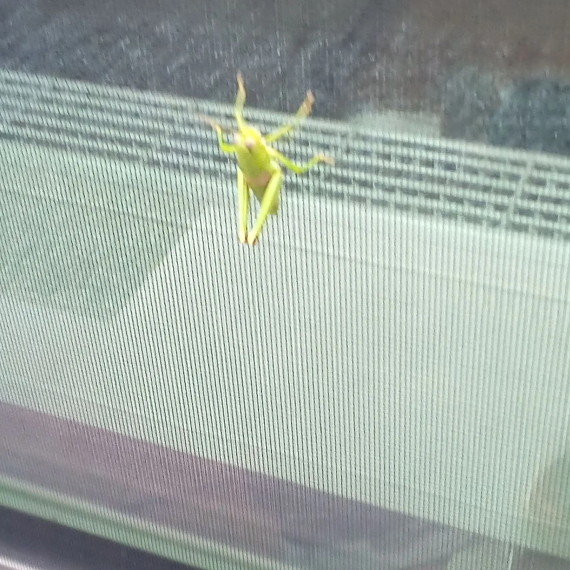 Boeoeamia77의 キリギリス