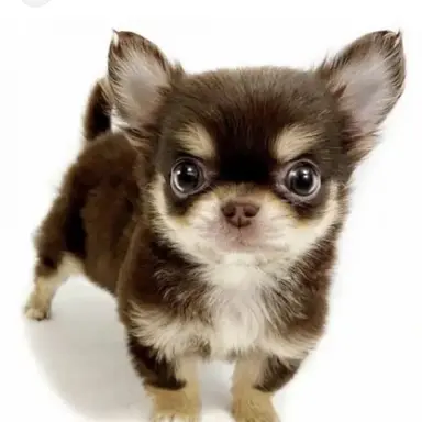 Profile image of 鈴